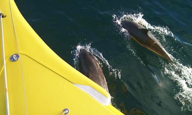 Des surfs de folie !